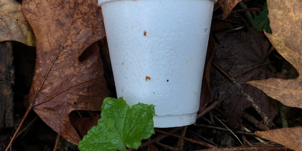 The Dangers of Styrofoam and How to Take Action
