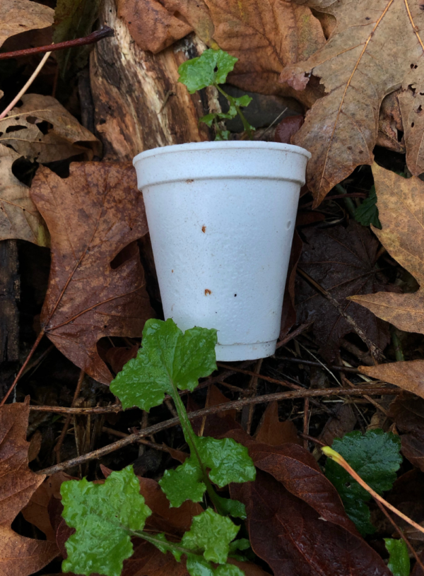 The Dangers of Styrofoam and How to Take Action