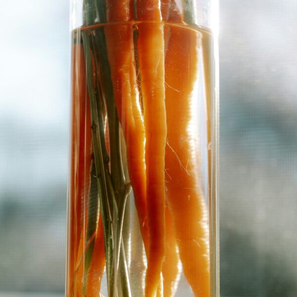 How To Regrow These 6 Vegetables From Food Scraps: Unlocking the Magic of Kitchen Gardening