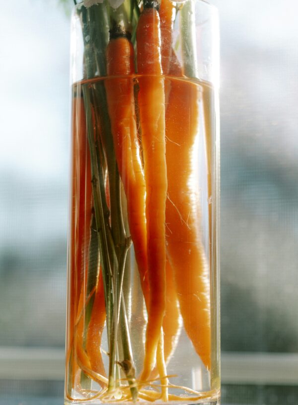 How To Regrow These 6 Vegetables From Food Scraps: Unlocking the Magic of Kitchen Gardening